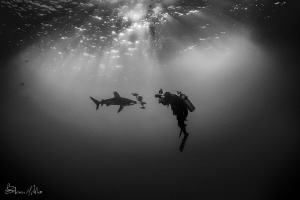 Composing.. Alex Mustard waiting for "the shot" of an Oce... by Steven Miller 
